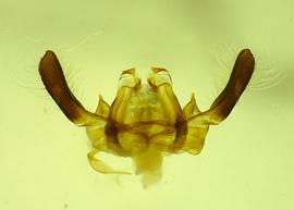   Anthidium schwarzi  male dorsal genital, photo from Gonzalez and Griswold 2013 
